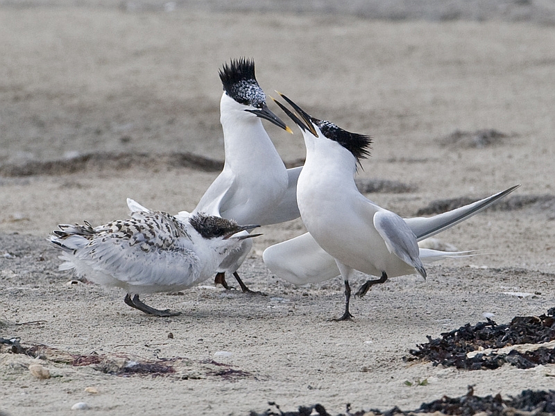Sterna sandvicensis Grote Stern Sandwich Tern